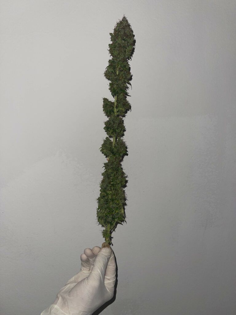 Kannabia Seeds - Mimosa Dream (fem.)