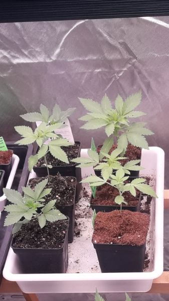 Kannabia Seeds - Mimosa Dream (fem.)