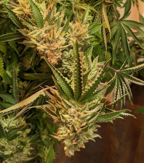 Kannabia Seeds - Monkey Grease (fem.)