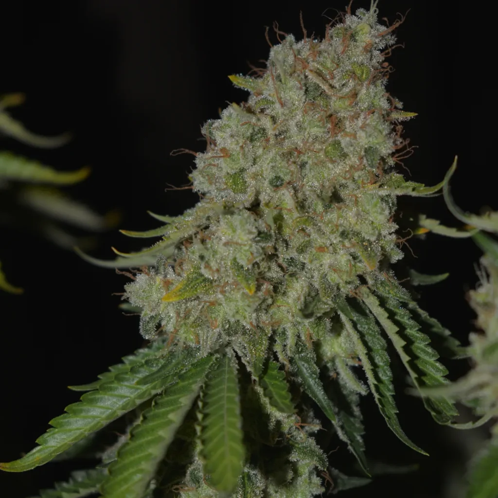 Kannabia Seeds - Monkey Grease (fem.)