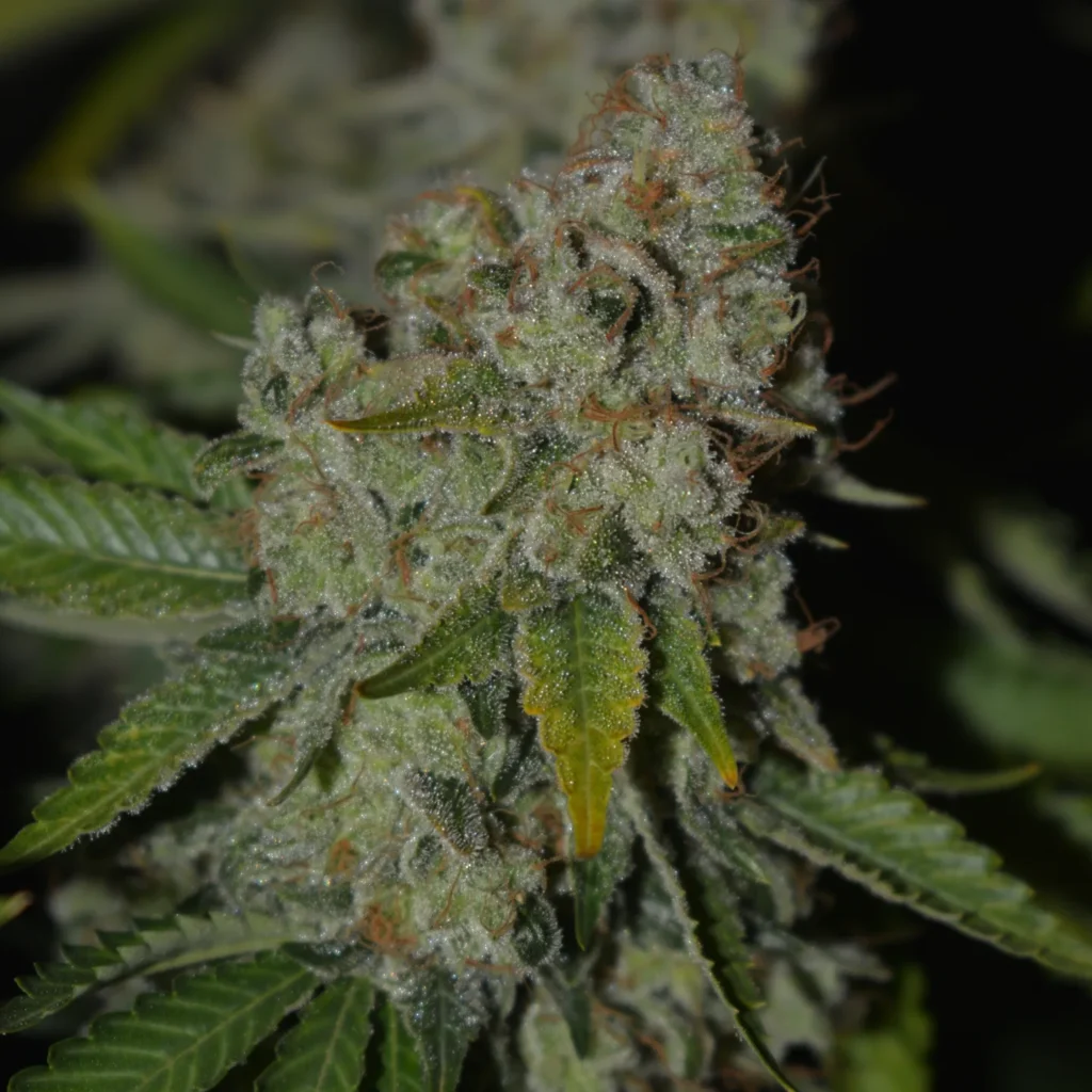 Kannabia Seeds - Monkey Grease (fem.)