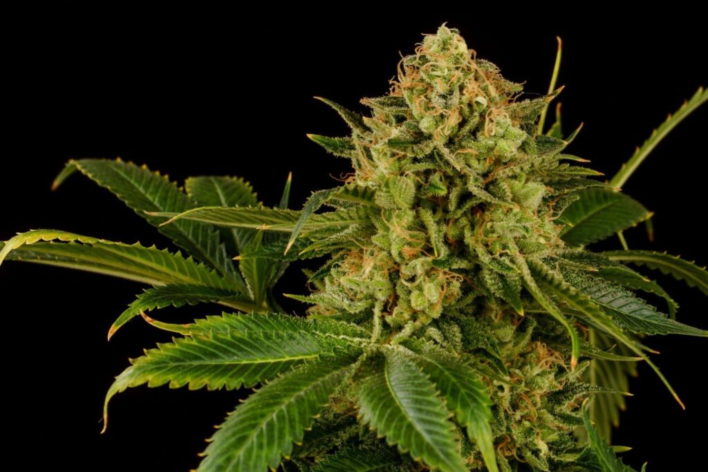 Kannabia Seeds - Monkey Grease (fem.)