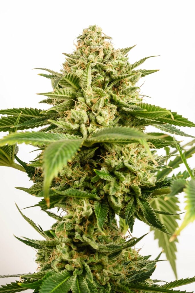 Kannabia Seeds - Monkey Grease (fem.)