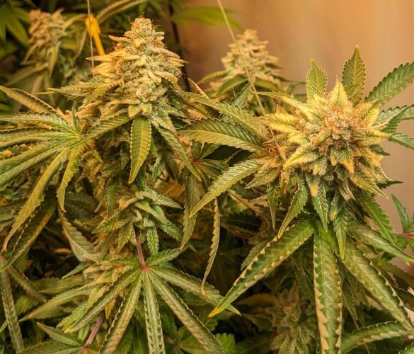 Kannabia Seeds - Monkey Grease (fem.)