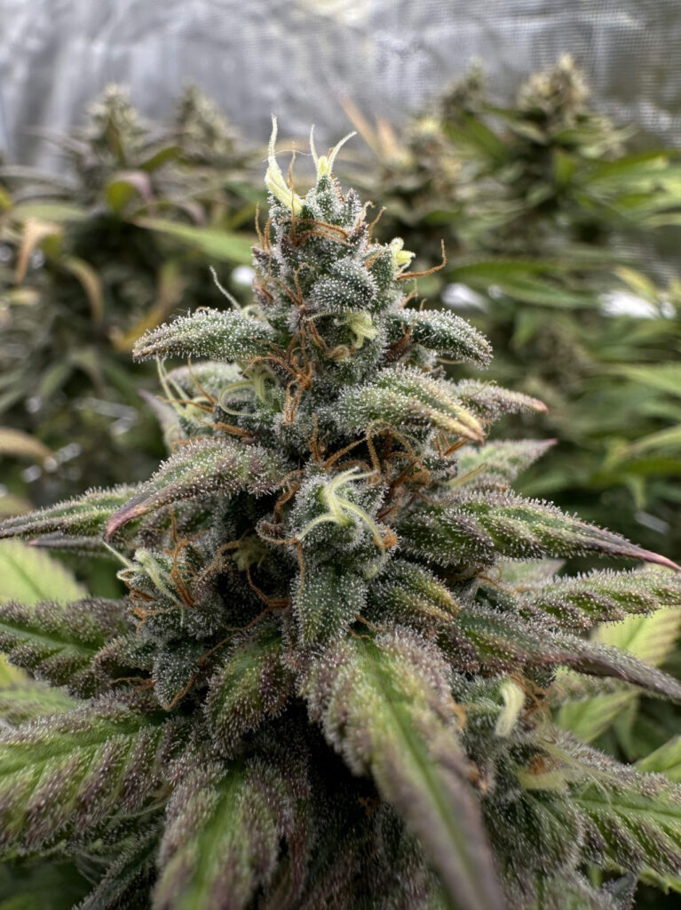 Kannabia Seeds - Monkey Grease (fem.)