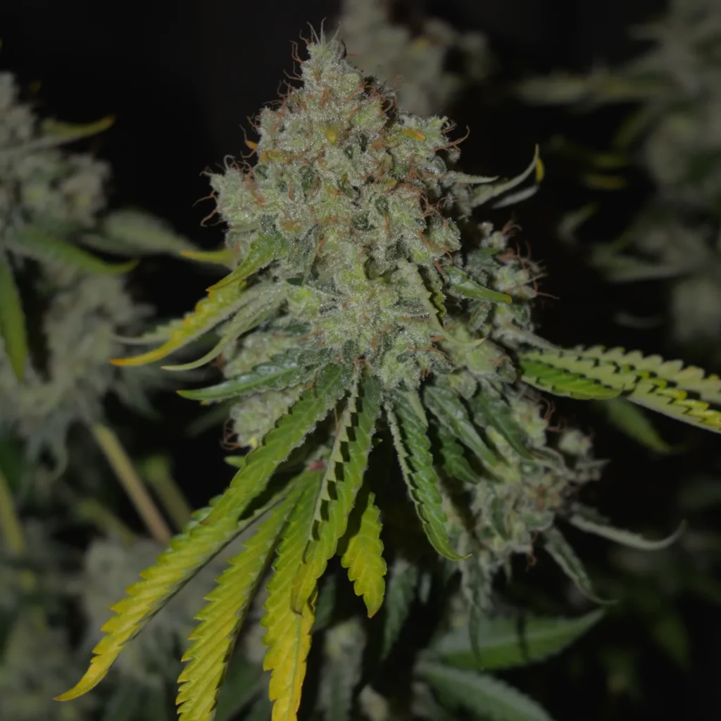 Kannabia Seeds - Monkey Grease (fem.)
