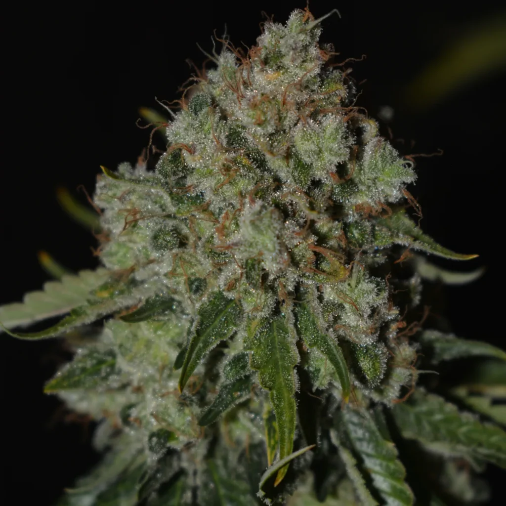 Kannabia Seeds - Monkey Grease (fem.)