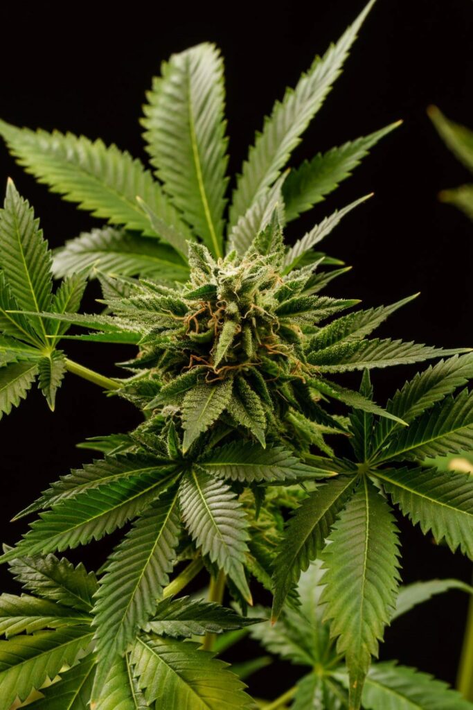 Kannabia Seeds - Monkey Grease (fem.)