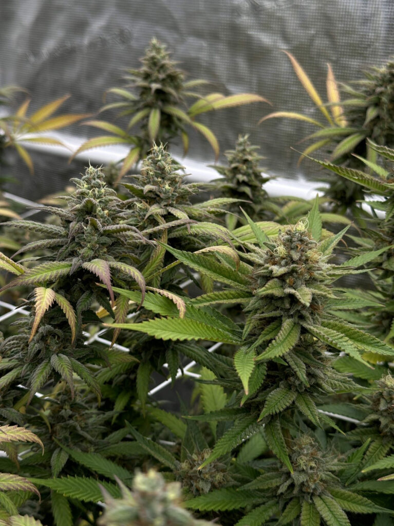 Kannabia Seeds - Monkey Grease (fem.)