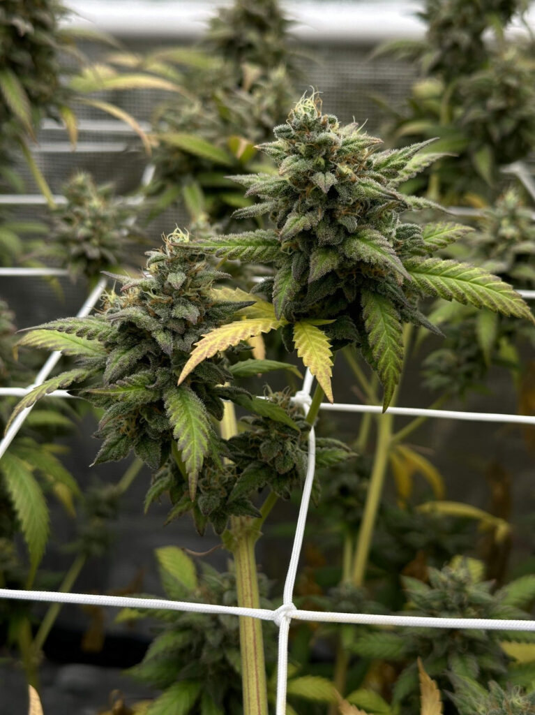 Kannabia Seeds - Monkey Grease (fem.)