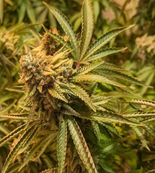 Kannabia Seeds - Monkey Grease (fem.)