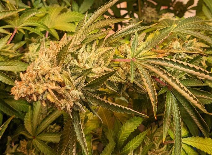 Kannabia Seeds - Monkey Grease (fem.)