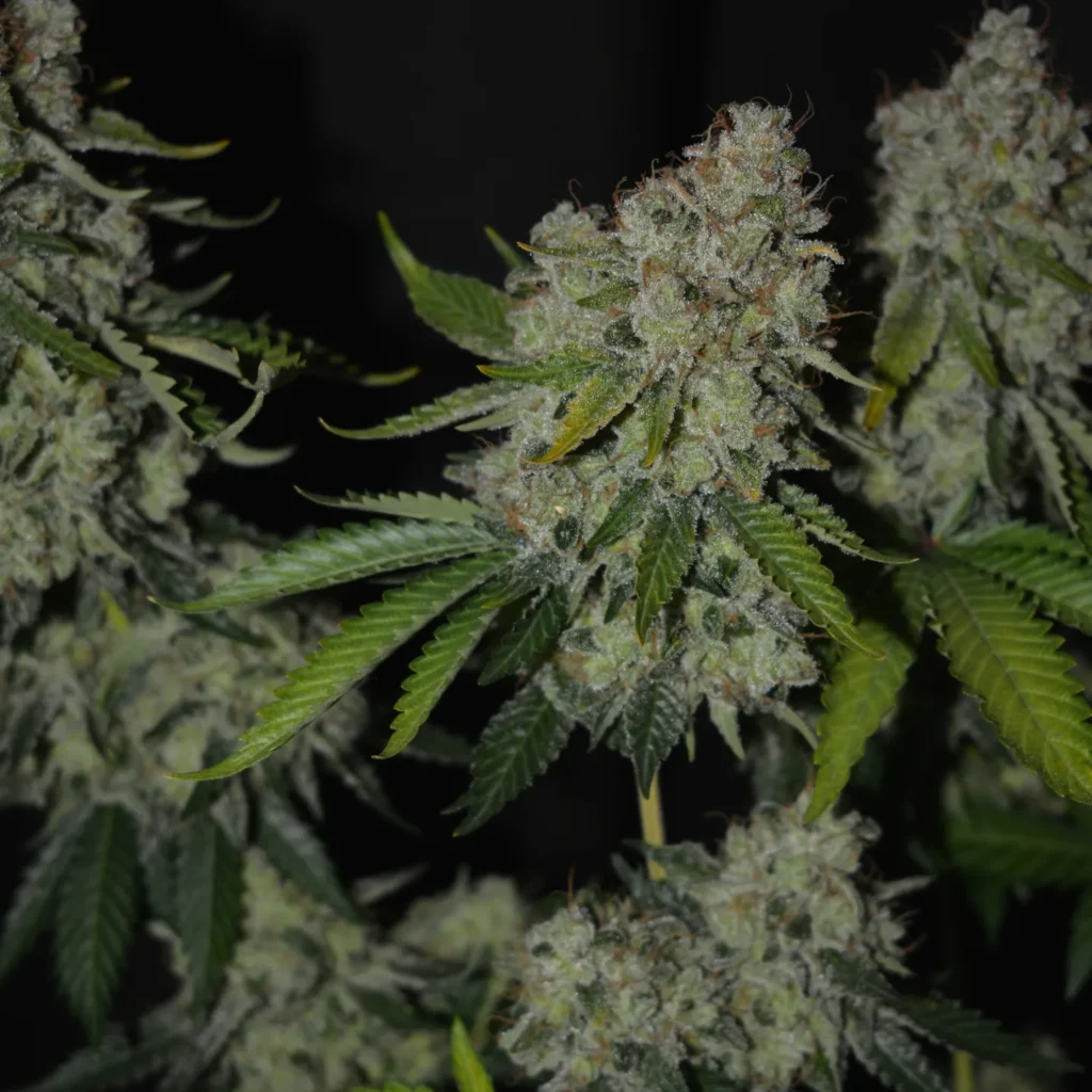 Kannabia Seeds - Monkey Grease (fem.)