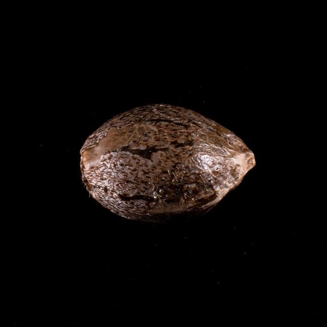 Kannabia Seeds - Monkey Grease (fem.)