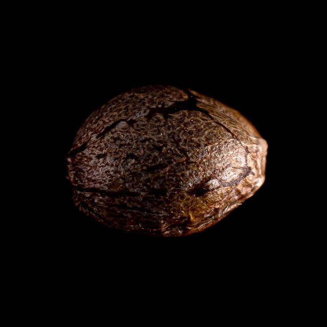 Kannabia Seeds - CBG Auto (auto/fem.)