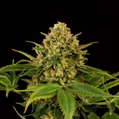 Kannabia Seeds - Monkey Grease (fem.) 09954