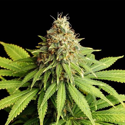 Kannabia Seeds - Hellfire OG (fem.) 09933