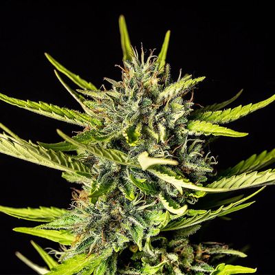 Kannabia Seeds - Strawberry Haze Auto (auto/fem.) 09959