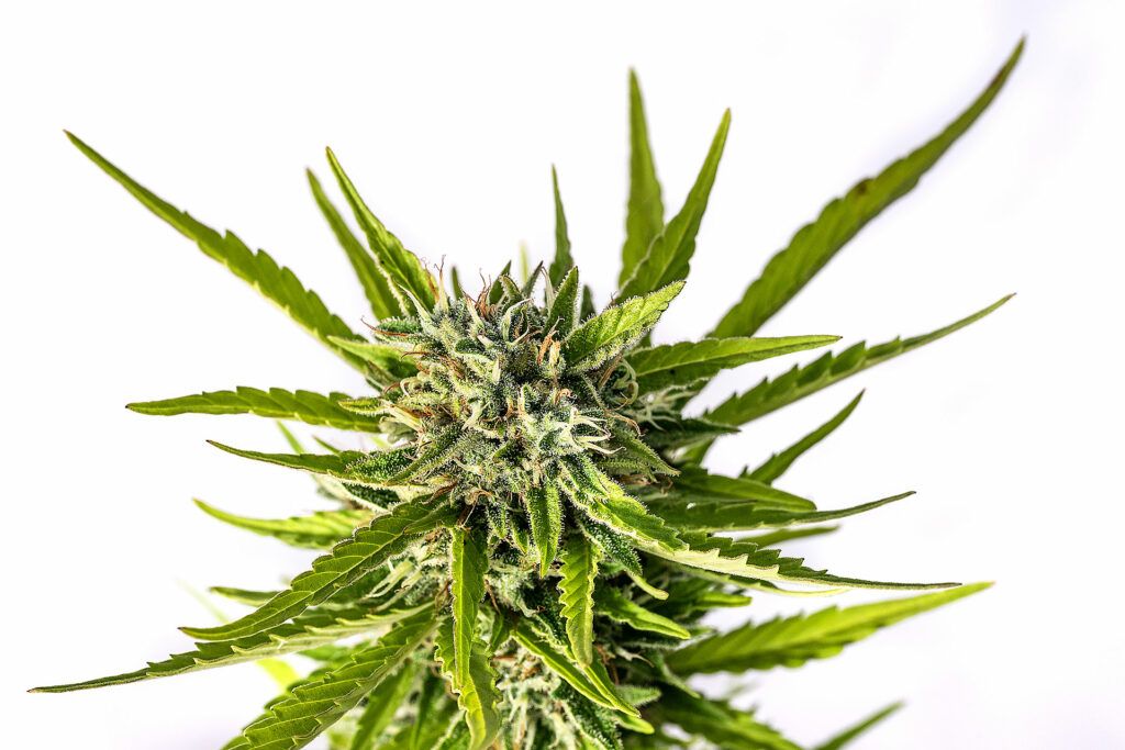 Kannabia Seeds - Strawberry Haze Auto (auto/fem.)