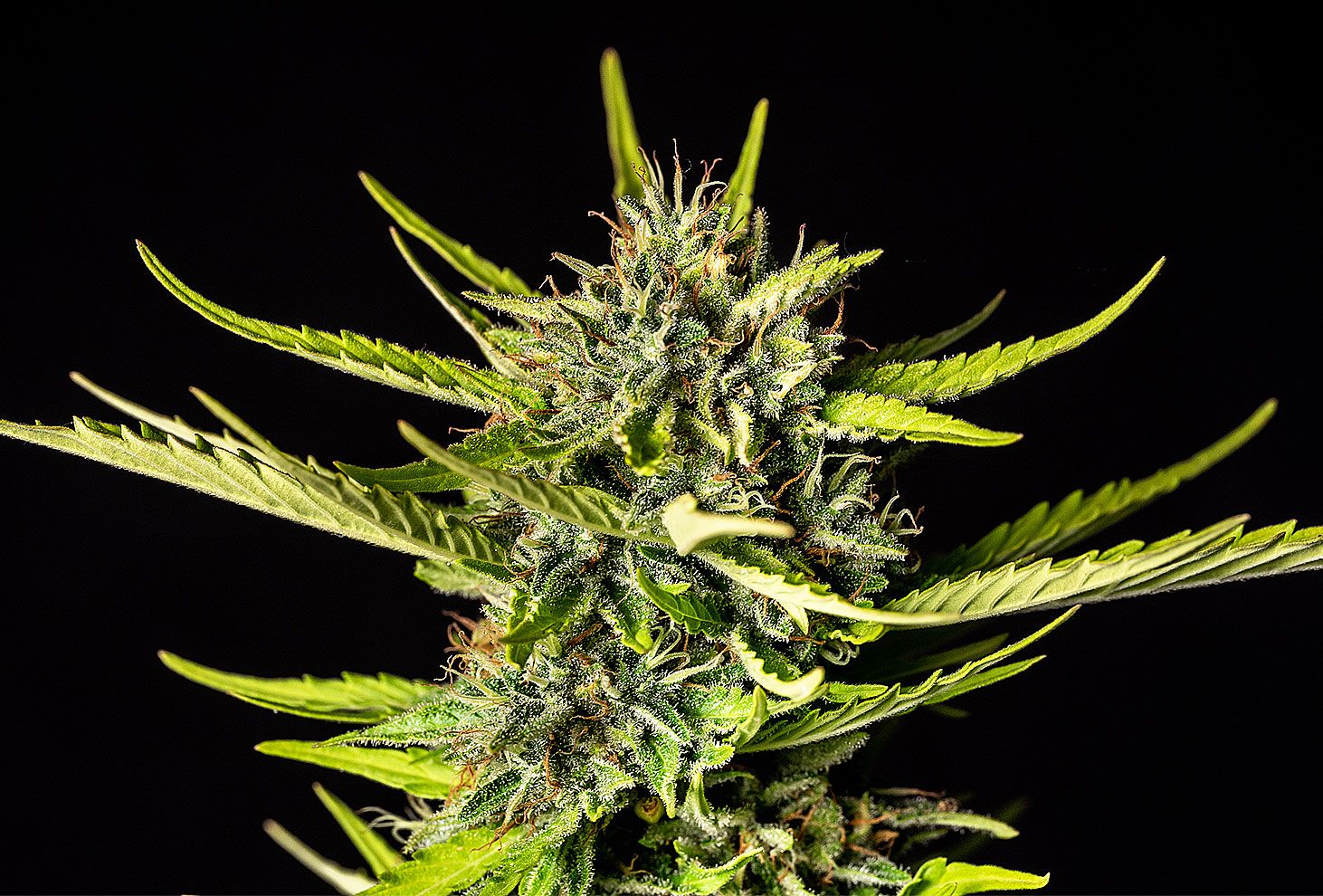 Kannabia Seeds - Strawberry Haze Auto (auto/fem.)