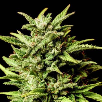 Kannabia Seeds - Break-up Cake Auto (auto/fem.) 09963