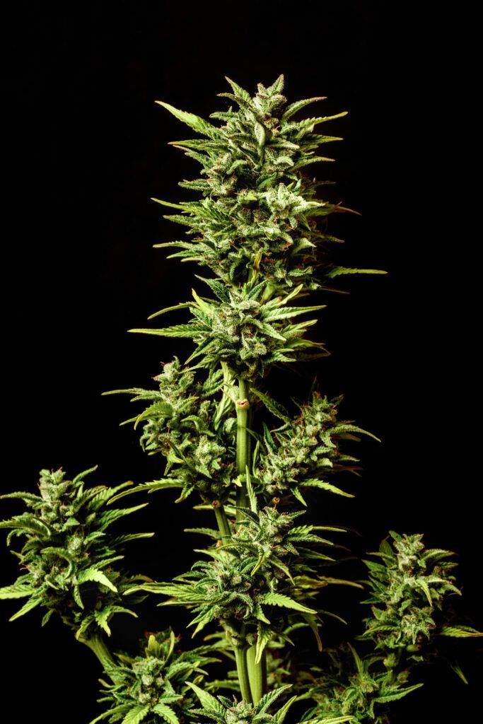 Kannabia Seeds - Break-up Cake Auto (auto/fem.)
