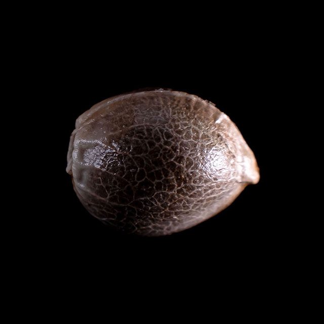 Kannabia Seeds - CBDV Auto (auto/fem.)