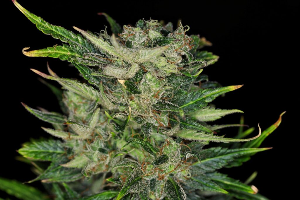 Kannabia Seeds - Dosidos Auto (auto/fem.)