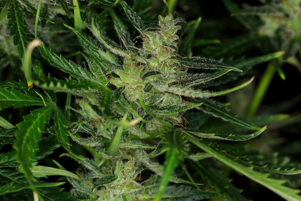 Kannabia Seeds - Dosidos Auto (auto/fem.)