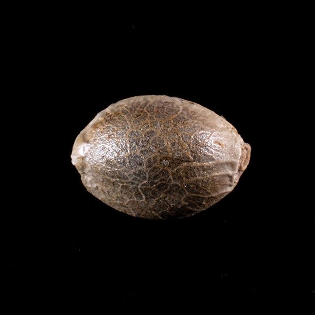Kannabia Seeds - Dosidos Auto (auto/fem.)