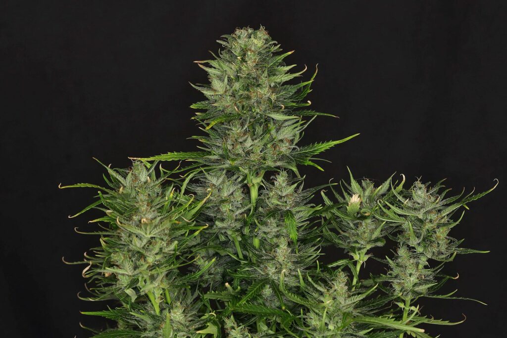 Kannabia Seeds - Dosidos Auto (auto/fem.)