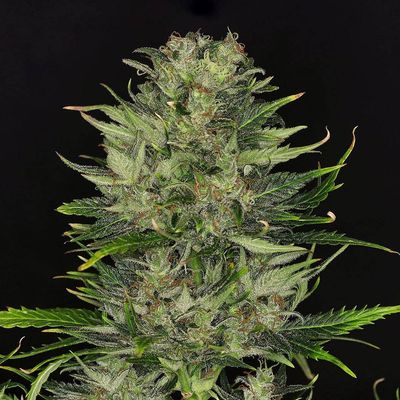 Kannabia Seeds - Dosidos Auto (auto/fem.) 09967