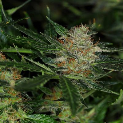 Kannabia Seeds - Dream Sherbet Auto (auto/fem.) 09972