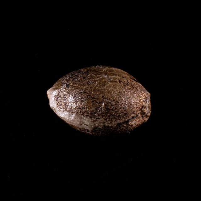 Kannabia Seeds - Gorilla King Auto (auto/fem.)