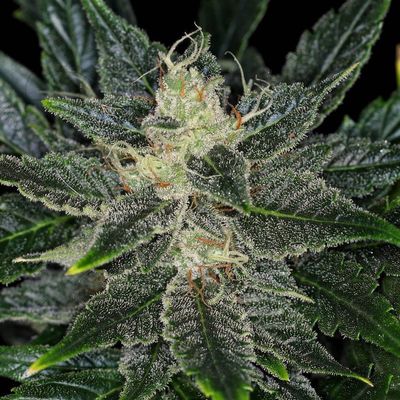 Kannabia Seeds - Gorilla King Auto (auto/fem.) 09977