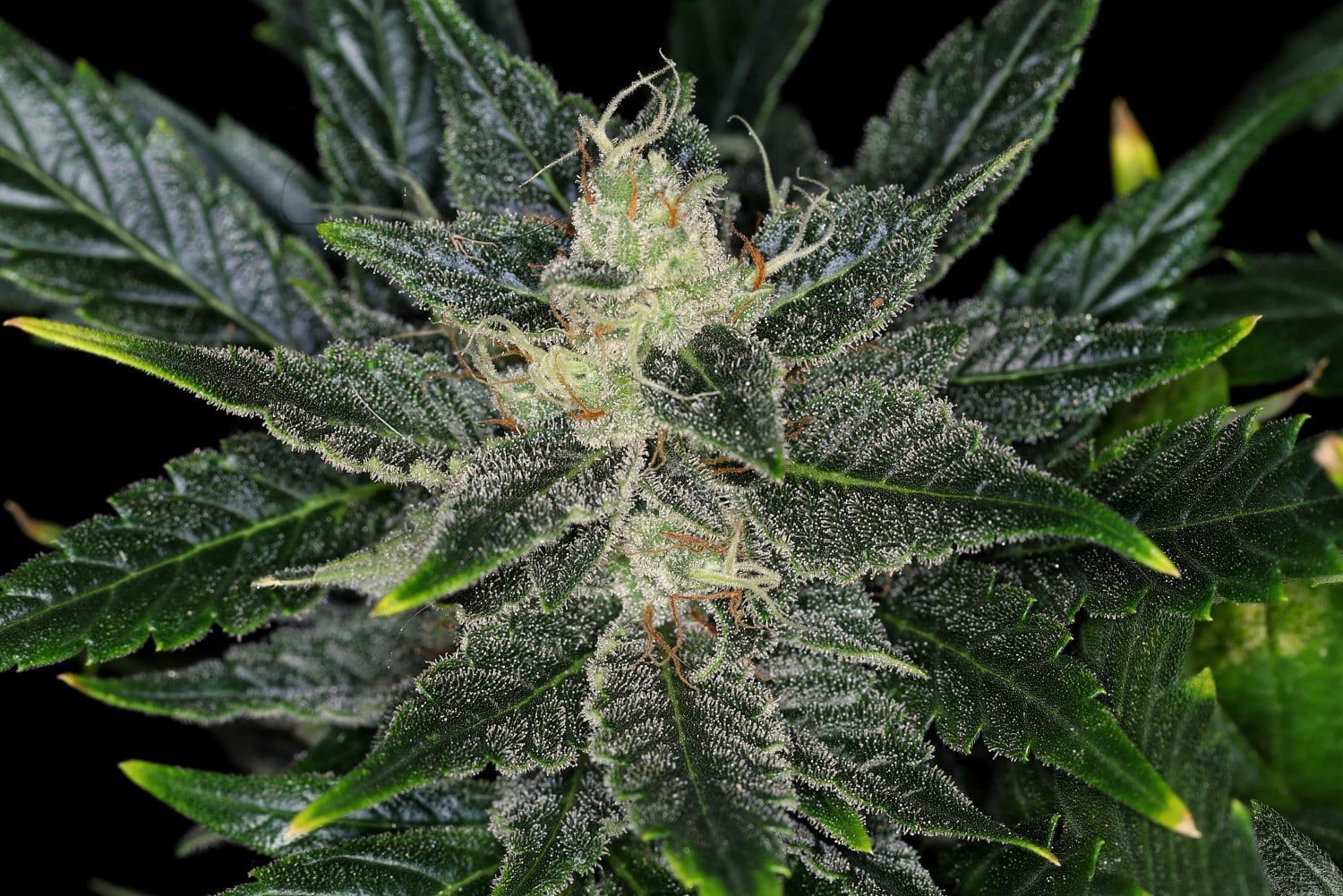 Kannabia Seeds - Gorilla King Auto (auto/fem.)
