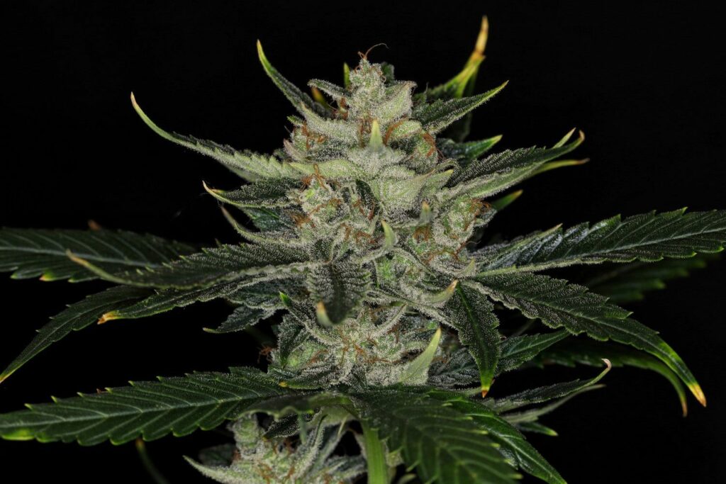 Kannabia Seeds - Gorilla King Auto (auto/fem.)