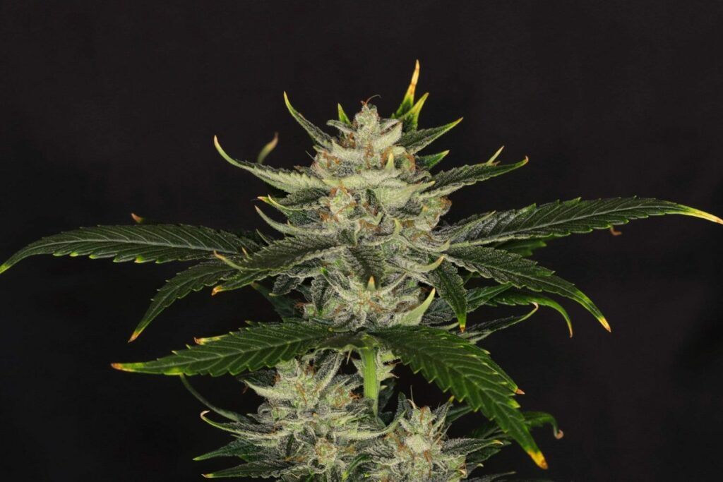 Kannabia Seeds - Gorilla King Auto (auto/fem.)