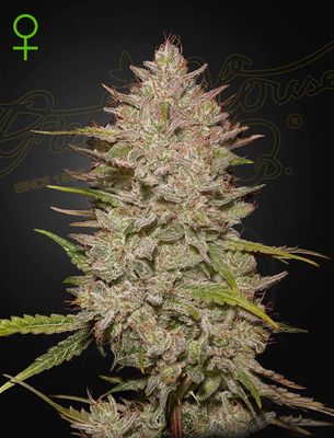Green House Seeds - Chemical Candy Auto (auto/fem.) 09982