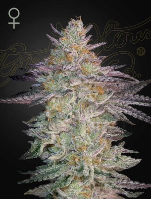 Green House Seeds - Super Lemon Haze x GMO (fem.) 09989