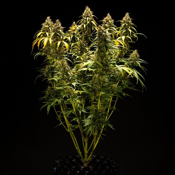Royal Queen Seeds - Triple G Auto (auto/fem.)