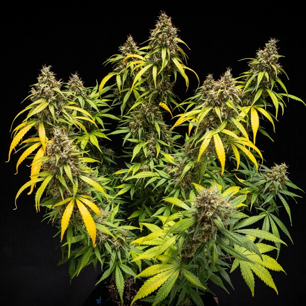 Royal Queen Seeds - Triple G Auto (auto/fem.)