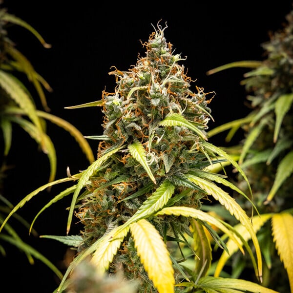 Royal Queen Seeds - Triple G Auto (auto/fem.)