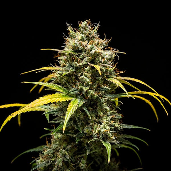 Royal Queen Seeds - Triple G Auto (auto/fem.)