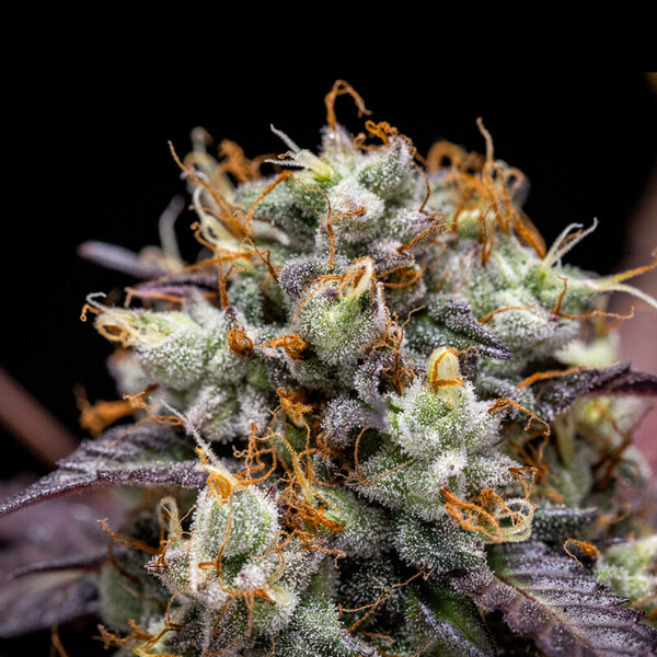 Royal Queen Seeds - North Thunderfuck Auto (auto/fem.)