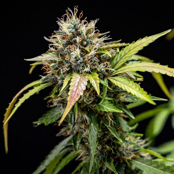 Royal Queen Seeds - North Thunderfuck Auto (auto/fem.)