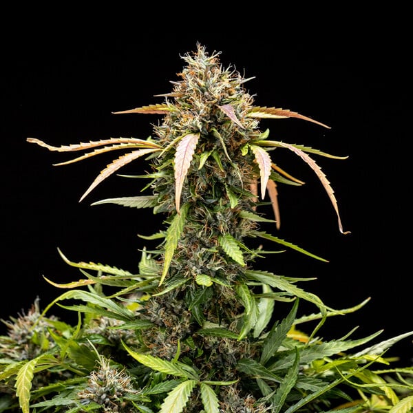 Royal Queen Seeds - North Thunderfuck Auto (auto/fem.)