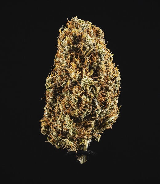Royal Queen Seeds - North Thunderfuck Auto (auto/fem.)