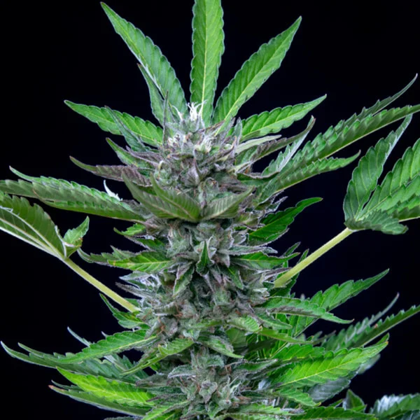 Royal Queen Seeds - North Thunderfuck Auto (auto/fem.)