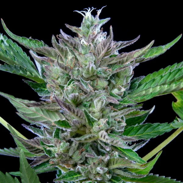 Royal Queen Seeds - North Thunderfuck Auto (auto/fem.)